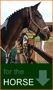Equine Affairs Sponsored Horse - Vinnie